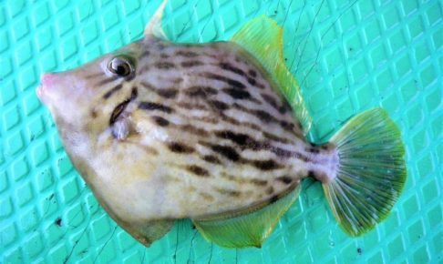 カワハギってどんな魚？