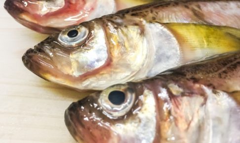 ハタハタの特徴は？