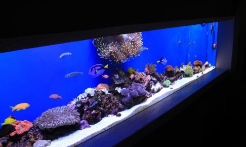 マーフィードは海水魚製品が多い