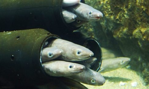 アナゴの特徴やおすすめ料理は？