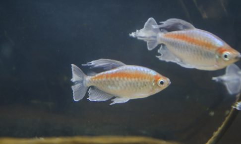 カラシンは種類がたくさん
