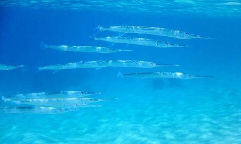 ダツの生態や釣り方とは