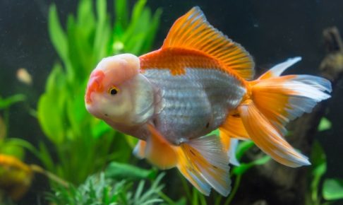 水草と金魚を一緒に水草に入れる