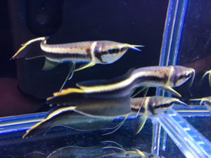 ブラックアロワナの飼い方
