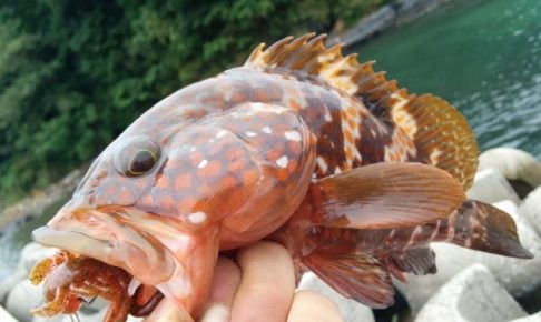 ロックフィッシュを釣ろう