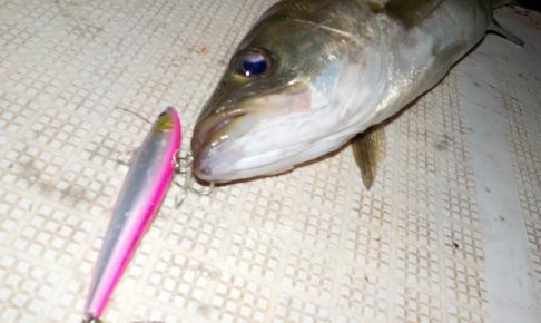 ボートシーバスってどんな釣り？