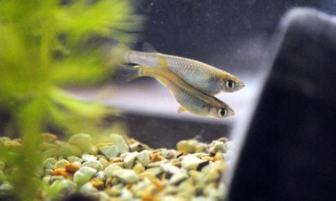 メダカの繁殖は意外と簡単
