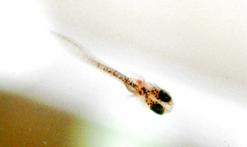 メダカの稚魚は繊細