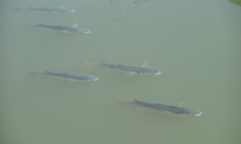 ボラってどんな魚？
