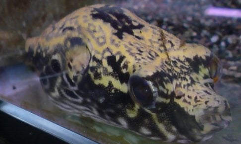淡水フグの特徴