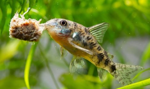 初心者におすすめの熱帯魚