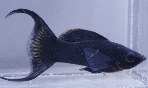 ブラックモーリーの飼育方法や繁殖方法をチェック！