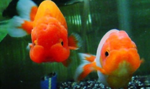 らんちゅう水槽の選び方