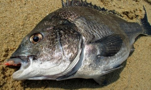 クロダイの特徴や生態
