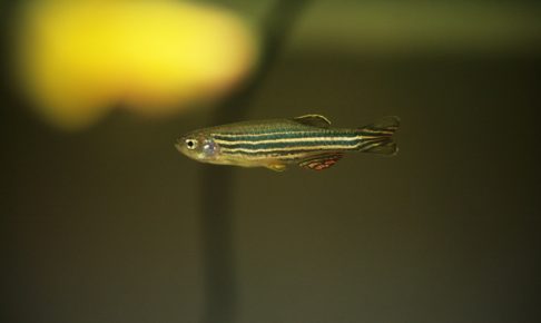 ゼブラダニオの飼い方
