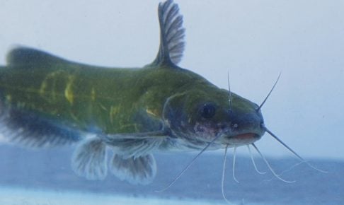 ギギの釣り