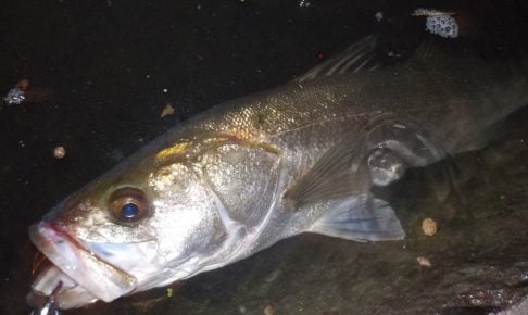 シーバスをワームで釣ってみよう！