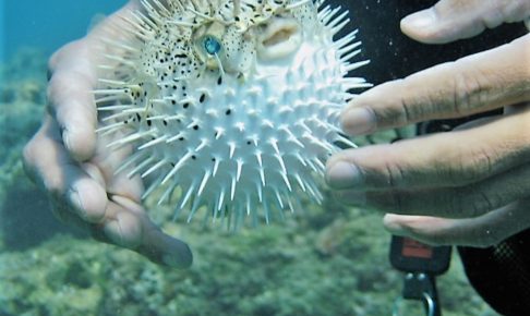 ハリセンボンってどんな魚？