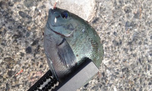 メジナってどんな魚？