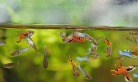 熱帯魚飼育は難しくないよ