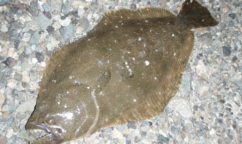 ヒラメの特徴や生態