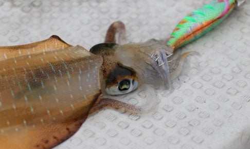 エギングリールならエメラルダス