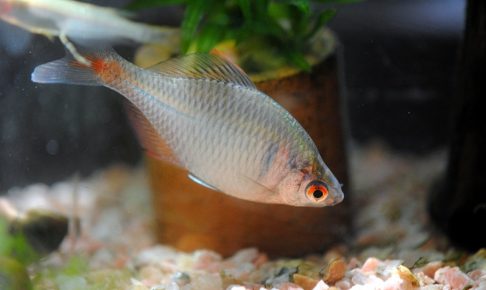 タイリクバラタナゴの特徴や生態とは