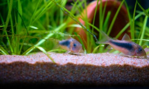 アンモニアから魚を守る方法！