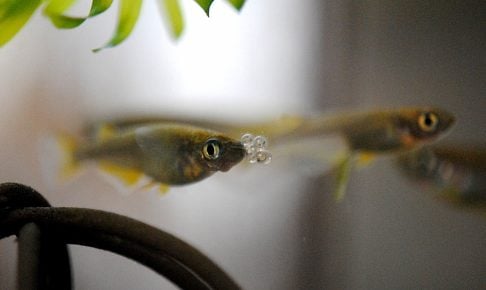 メダカが卵を食べる？