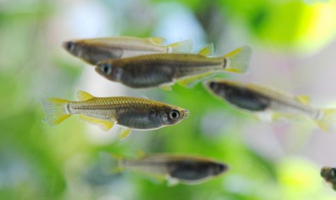 メダカの混泳相性をチェック！