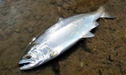 サクラマス釣りに必要な道具や釣り方とは