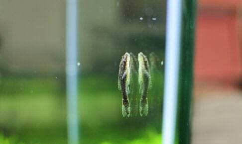 オトシンネグロの飼育方法