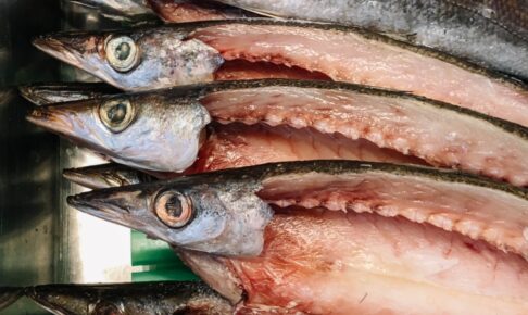 カマスの生態や特徴は？