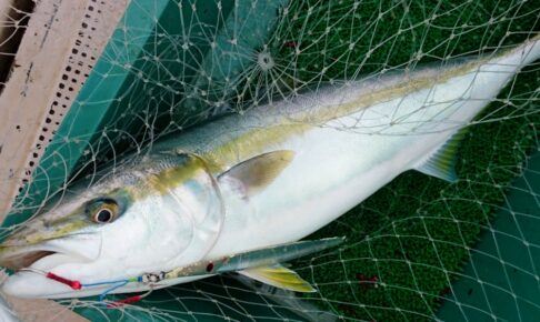 ジギングってどんな釣り？