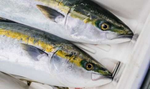 泳がせ釣りに適したロッドの特徴とは？