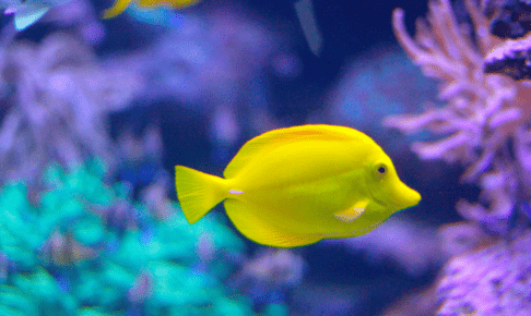 海水魚で気をつけたい病気