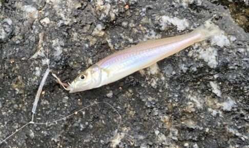 キス釣り仕掛けを徹底解説