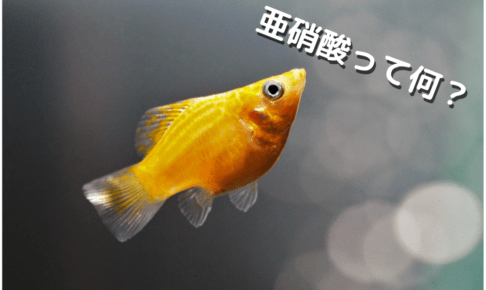 亜硝酸が水槽内の魚に与える影響とは