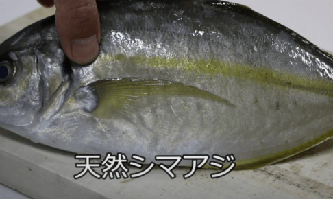 シマアジは刺身