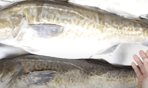 マダラは鍋や白子が絶品の美味しい魚