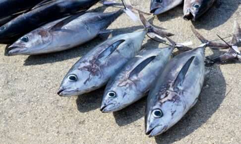トンジギはビンチョウマグロがメインターゲット