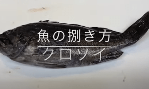 クロソイは刺身や煮付けが美味しい根魚
