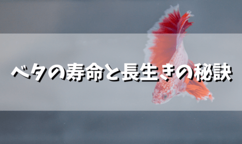 ベタの寿命と長生きさせるための飼育方法
