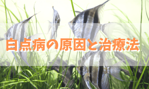 白点病の原因と治療法を解説
