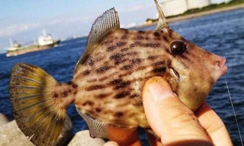 カワハギ釣りの仕掛けを解説