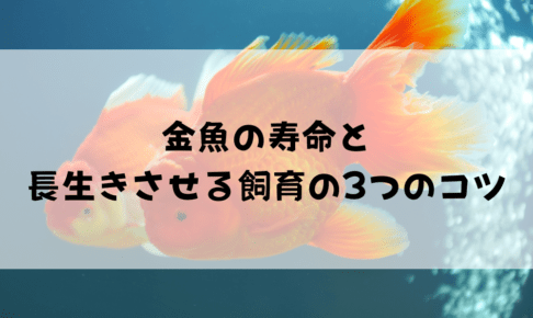 金魚の寿命と長生きさせるコツ