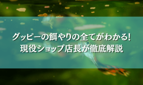 グッピーの餌やりについて解説