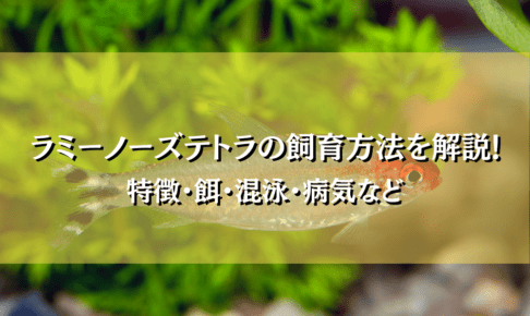 ラミーノーズテトラの飼育法