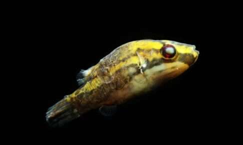 水カビ病の原因と治療法をプロが解説